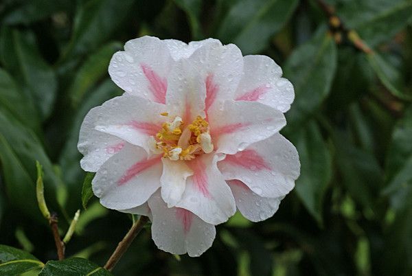 CAMELLIA. LADY VANSITTART