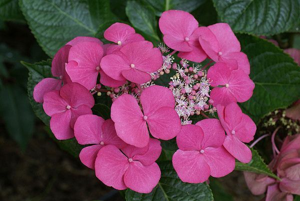 HYDRANGEA. MACROPHYLLA GEOFFREY CHADBUND
