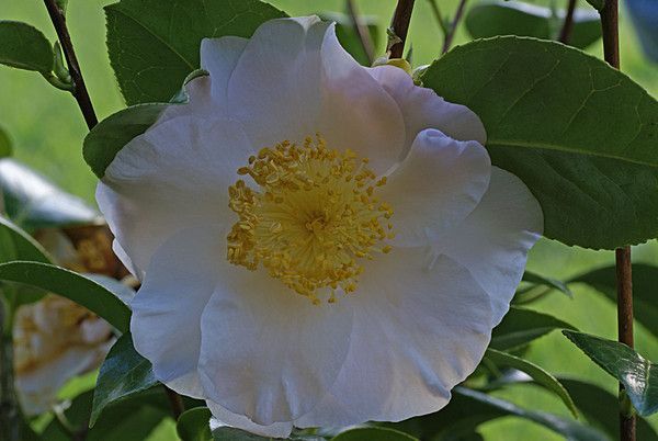 CAMELLIA. AUBURN WHITE