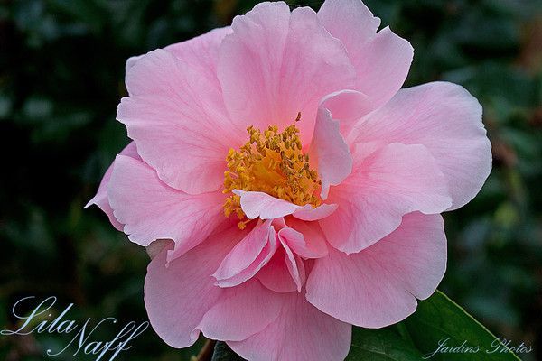CAMELLIA. LILA NAFF
