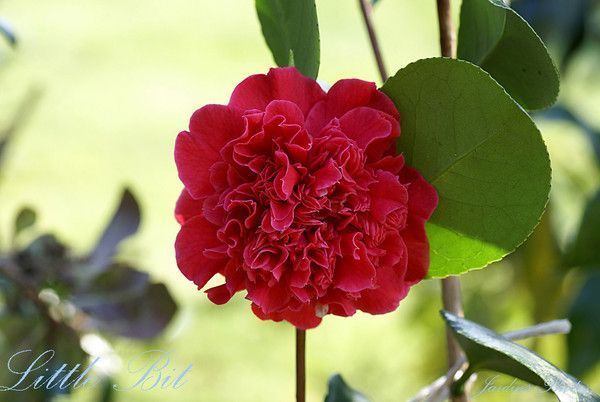 CAMELLIA. LITTLE BIT 