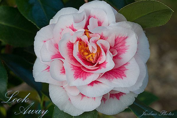 CAMELLIA. LOOK AWAY