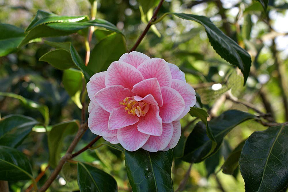 Camellia Yours Truly