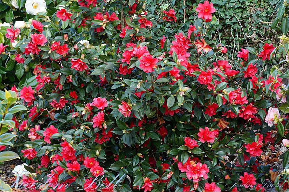 CAMELLIA. FREEDOM BELL